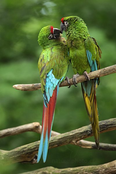 Ara vojenský (Ara militaris), Ara vojenský (Ara militaris mexicana) Mexican Military Macaw, Autor: Ondřej Prosický | NaturePhoto.cz, Model: Canon EOS 5D Mark II, Objektiv: Canon EF 500mm f/4 L IS USM, Ohnisková vzdálenost (EQ35mm): 500 mm, stativ Gitzo, Clona: 5.6, Doba expozice: 1/80 s, ISO: 1600, Kompenzace expozice: -1/3, Blesk: Ne, Vytvořeno: 30. července 2011 13:38:25, ZOO Zlín (Česko) 