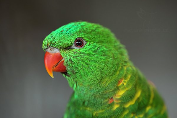 Lori žlutoskvrný (Trichoglossus chlorolepidotus), Lori žlutoskvrný (Trichoglossus chlorolepidotus) Scaly-breasted Lorikeet, Autor: Ondřej Prosický | NaturePhoto.cz, Model: Canon EOS 5D Mark II, Objektiv: Canon EF 500mm f/4 L IS USM, Ohnisková vzdálenost (EQ35mm): 100 mm, stativ Gitzo, Clona: 3.5, Doba expozice: 1/125 s, ISO: 800, Kompenzace expozice: 0, Blesk: Ne, Vytvořeno: 12. března 2011 7:33:25, ZOO Praha Troja (Česko) 