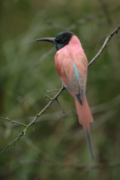 Vlha núbijská (Merops nubicus), Vlha núbijská (Merops nubicus) Northern Carmine Bee-eater, Autor: Ondřej Prosický | NaturePhoto.cz, Model: Canon EOS 5D Mark II, Objektiv: Canon EF 500mm f/4 L IS USM, Ohnisková vzdálenost (EQ35mm): 500 mm, stativ Gitzo, Clona: 4.0, Doba expozice: 1/1000 s, ISO: 500, Kompenzace expozice: -1/3, Blesk: Ne, Vytvořeno: 4. července 2011 14:41:59, ZOO Plzeň (Česko) 