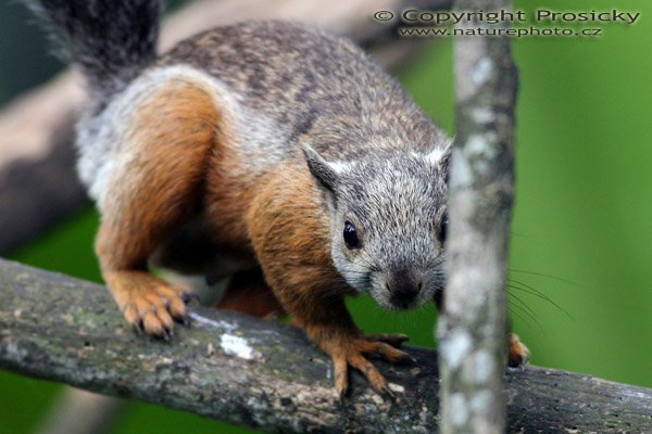 Veverka proměnlivá (Sciurus variegatoides), Autor: Ondřej Prosický, Model aparátu: Canon EOS 300D DIGITAL, Objektiv: Canon EF 400mm f/5,6 L USM, Ohnisková vzdálenost: 400.00 mm, Clona: 5.60, Doba expozice: 1/125 s, ISO: 400, Vyvážení expozice: 0.00, Blesk: Ne, Vytvořeno: 10. prosince 2004, RBBN Monteverde (Kostarika)