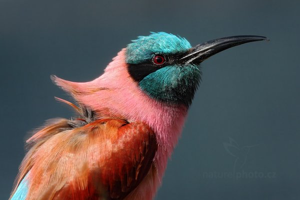 Vlha núbijská (Merops nubicus), Vlha núbijská (Merops nubicus) Northern Carmine Bee-eater, Autor: Ondřej Prosický | NaturePhoto.cz, Model: Canon EOS 5D Mark II, Objektiv: Canon EF 500mm f/4 L IS USM, Ohnisková vzdálenost (EQ35mm): 700 mm, stativ Gitzo, Clona: 6.3, Doba expozice: 1/800 s, ISO: 250, Kompenzace expozice: -2/3, Blesk: Ne, Vytvořeno: 23. července 2011 9:27:46, ZOO Plzeň (Česko) 