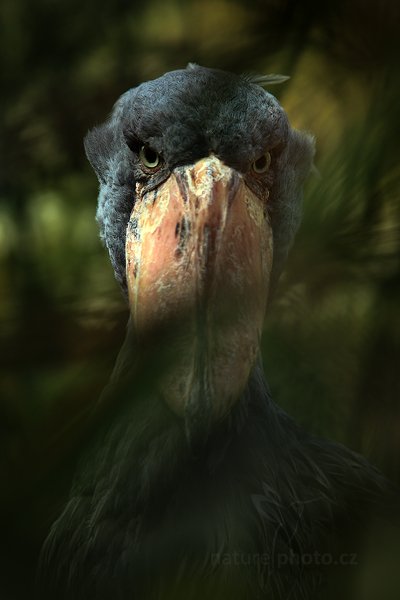 Člunozobec africký (Balaeniceps rex), Člunozobec africký (Balaeniceps rex) Shoebill, Autor: Ondřej Prosický | NaturePhoto.cz, Model: Canon EOS 5D Mark II, Objektiv: Canon EF 200mm f/2.8 L USM, Ohnisková vzdálenost (EQ35mm): 280 mm, stativ Gitzo, Clona: 5.0, Doba expozice: 1/250 s, ISO: 320, Kompenzace expozice: 0, Blesk: Ne, Vytvořeno: 5. března 2011 3:47:48, ZOO Praha - Troja (Česko)  