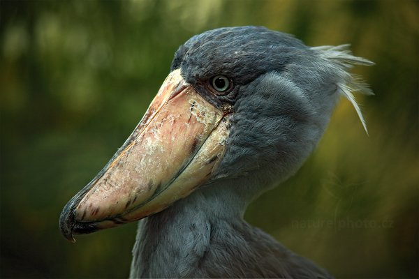 Člunozobec africký (Balaeniceps rex), Člunozobec africký (Balaeniceps rex) Shoebill, Autor: Ondřej Prosický | NaturePhoto.cz, Model: Canon EOS 5D Mark II, Objektiv: Canon EF 500mm f/4 L IS USM, Ohnisková vzdálenost (EQ35mm): 280 mm, stativ Gitzo, Clona: 4.0, Doba expozice: 1/200 s, ISO: 500, Kompenzace expozice: 0, Blesk: Ne, Vytvořeno: 5. března 2011 3:49:30, ZOO Praha - Troja (Česko) 