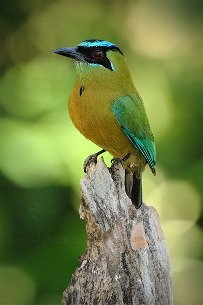 Momot černolící (Momotus momota), Momot černolící (Momotus momota) Blue-crowned Motmot, Autor: Ondřej Prosický | NaturePhoto.cz, Model: Canon EOS-1D Mark III, Objektiv: Canon EF 500mm f/4 L IS USM, Ohnisková vzdálenost (EQ35mm): 650 mm, stativ Gitzo, Clona: 7.1, Doba expozice: 1/125 s, ISO: 800, Kompenzace expozice: -2/3, Blesk: Ano, Vytvořeno: 6. ledna 2011 17:06:02, San Ignacio (Belize) 