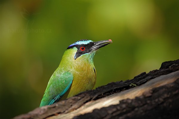 Momot černolící (Momotus momota), Momot černolící (Momotus momota) Blue-crowned Motmot, Autor: Ondřej Prosický | NaturePhoto.cz, Model: Canon EOS 5D Mark II, Objektiv: Canon EF 500mm f/4 L IS USM, Ohnisková vzdálenost (EQ35mm): 500 mm, stativ Gitzo, Clona: 5.0, Doba expozice: 1/1600 s, ISO: 1000, Kompenzace expozice: -2/3, Blesk: Ano, Vytvořeno: 3. ledna 2011 10:07:02, San Ignacio (Belize) 