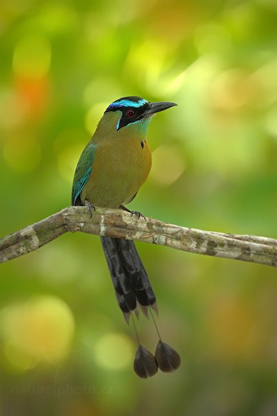 Momot černolící (Momotus momota), Momot černolící (Momotus momota) Blue-crowned Motmot, Autor: Ondřej Prosický | NaturePhoto.cz, Model: Canon EOS-1D Mark III, Objektiv: Canon EF 500mm f/4 L IS USM, Ohnisková vzdálenost (EQ35mm): 650 mm, stativ Gitzo, Clona: 5.6, Doba expozice: 1/125 s, ISO: 640, Kompenzace expozice: -2/3, Blesk: Ano, Vytvořeno: 4. ledna 2011 23:42:14, San Ignacio (Belize)