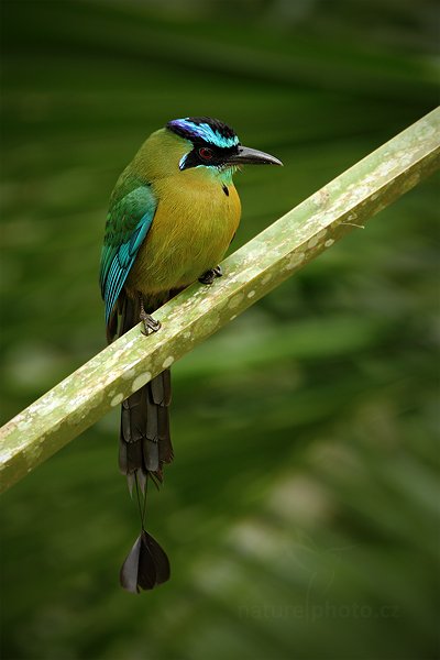 Momot černolící (Momotus momota), Momot černolící (Momotus momota) Blue-crowned Motmot, Sojka zelenavá (Cyanocorax yncas) Green Jay, Autor: Ondřej Prosický | NaturePhoto.cz, Model: Canon EOS 5D Mark II, Objektiv: Canon EF 500mm f/4 L IS USM, Ohnisková vzdálenost (EQ35mm): 700 mm, stativ Gitzo, Clona: 5.6, Doba expozice: 1/50 s, ISO: 320, Kompenzace expozice: -1/3, Blesk: Ne, Vytvořeno: 3. ledna 2011 9:04:54, San Ignacio (Belize) 