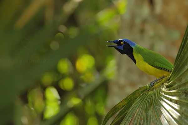 Sojka zelenavá (Cyanocorax yncas), Sojka zelenavá (Cyanocorax yncas) Green Jay, Sojka zelenavá (Cyanocorax yncas) Green Jay, Autor: Ondřej Prosický | NaturePhoto.cz, Model: Canon EOS-1D Mark III, Objektiv: Canon EF 500mm f/4 L IS USM, Ohnisková vzdálenost (EQ35mm): 650 mm, stativ Gitzo, Clona: 5.6, Doba expozice: 1/320 s, ISO: 800, Kompenzace expozice: -1, Blesk: Ne, Vytvořeno: 3. ledna 2011 19:32:38, San Ignacio (Belize)