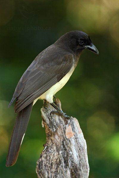 Sojka hnědá (Cyanocorax morio), Sojka hnědá (Cyanocorax morio) Brown Jay, Autor: Ondřej Prosický | NaturePhoto.cz, Model: Canon EOS-1D Mark III, Objektiv: Canon EF 500mm f/4 L IS USM, Ohnisková vzdálenost (EQ35mm): 650 mm, stativ Gitzo, Clona: 6.3, Doba expozice: 1/80 s, ISO: 800, Kompenzace expozice: -2/3, Blesk: Ano, Vytvořeno: 6. ledna 2011 16:55:53, San Ignacio (Belize)