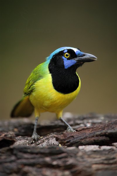 Sojka zelenavá (Cyanocorax yncas), Sojka zelenavá (Cyanocorax yncas) Green Jay, Sojka zelenavá (Cyanocorax yncas) Green Jay, Autor: Ondřej Prosický | NaturePhoto.cz, Model: Canon EOS 5D Mark II, Objektiv: Canon EF 500mm f/4 L IS USM, Ohnisková vzdálenost (EQ35mm): 700 mm, stativ Gitzo, Clona: 5.6, Doba expozice: 1/200 s, ISO: 1000, Kompenzace expozice: 0, Blesk: Ano, Vytvořeno: 3. ledna 2011 9:59:44, San Ignacio (Belize)