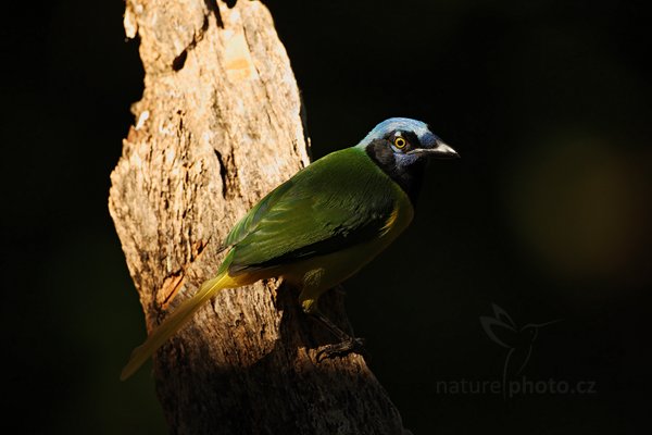 Sojka zelenavá (Cyanocorax yncas), Sojka zelenavá (Cyanocorax yncas) Green Jay, Sojka zelenavá (Cyanocorax yncas) Green Jay, Autor: Ondřej Prosický | NaturePhoto.cz, Model: Canon EOS-1D Mark III, Objektiv: Canon EF 500mm f/4 L IS USM, Ohnisková vzdálenost (EQ35mm): 650 mm, stativ Gitzo, Clona: 5.0, Doba expozice: 1/500 s, ISO: 320, Kompenzace expozice: -1, Blesk: Ne, Vytvořeno: 6. ledna 2011 17:58:52, San Ignacio (Belize) 