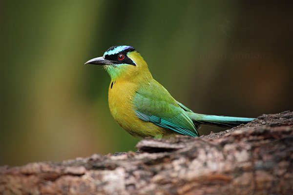 Momot černolící (Momotus momota), Momot černolící (Momotus momota) Blue-crowned Motmot, Autor: Ondřej Prosický | NaturePhoto.cz, Model: Canon EOS 5D Mark II, Objektiv: Canon EF 500mm f/4 L IS USM, Ohnisková vzdálenost (EQ35mm): 500 mm, stativ Gitzo, Clona: 5.0, Doba expozice: 1/400 s, ISO: 1000, Kompenzace expozice: -1, Blesk: Ano, Vytvořeno: 3. ledna 2011 9:00:55, San Ignacio (Belize)