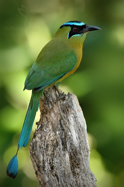 Momot černolící (Momotus momota), Momot černolící (Momotus momota) Blue-crowned Motmot, Autor: Ondřej Prosický | NaturePhoto.cz, Model: Canon EOS-1D Mark III, Objektiv: Canon EF 500mm f/4 L IS USM, Ohnisková vzdálenost (EQ35mm): 650 mm, stativ Gitzo, Clona: 8.0, Doba expozice: 1/80 s, ISO: 800, Kompenzace expozice: -2/3, Blesk: Ano, Vytvořeno: 6. ledna 2011 17:07:07, San Ignacio (Belize) 