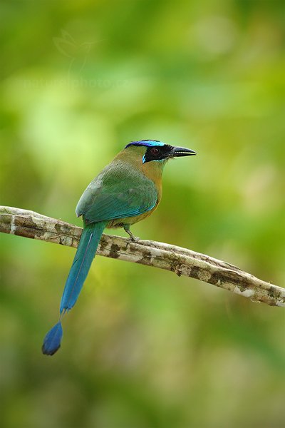 Momot černolící (Momotus momota), Momot černolící (Momotus momota) Blue-crowned Motmot, Autor: Ondřej Prosický | NaturePhoto.cz, Model: Canon EOS-1D Mark III, Objektiv: Canon EF 500mm f/4 L IS USM, Ohnisková vzdálenost (EQ35mm): 650 mm, stativ Gitzo, Clona: 5.0, Doba expozice: 1/200 s, ISO: 800, Kompenzace expozice: -2/3, Blesk: Ano, Vytvořeno: 5. ledna 2011 0:09:42, San Ignacio (Belize) 