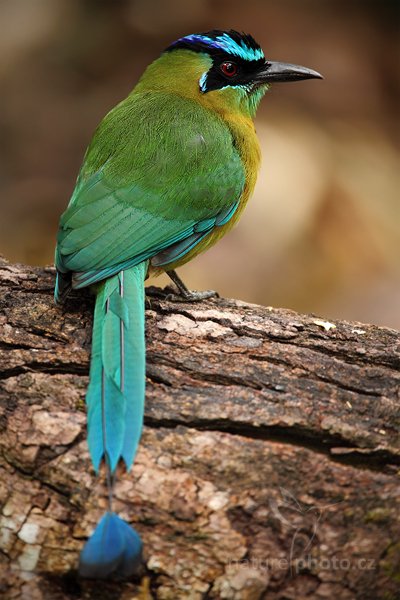 Momot černolící (Momotus momota), Momot černolící (Momotus momota) Blue-crowned Motmot, Autor: Ondřej Prosický | NaturePhoto.cz, Model: Canon EOS 5D Mark II, Objektiv: Canon EF 500mm f/4 L IS USM, Ohnisková vzdálenost (EQ35mm): 700 mm, stativ Gitzo, Clona: 5.6, Doba expozice: 1/250 s, ISO: 640, Kompenzace expozice: -1/3, Blesk: Ano, Vytvořeno: 3. ledna 2011 9:06:31, San Ignacio (Belize)