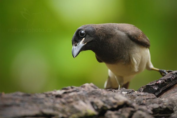 Sojka hnědá (Cyanocorax morio), Sojka hnědá (Cyanocorax morio) Brown Jay, Autor: Ondřej Prosický | NaturePhoto.cz, Model: Canon EOS-1D Mark III, Objektiv: Canon EF 500mm f/4 L IS USM, Ohnisková vzdálenost (EQ35mm): 650 mm, stativ Gitzo, Clona: 4.5, Doba expozice: 1/250 s, ISO: 1600, Kompenzace expozice: -2/3, Blesk: Ne, Vytvořeno: 3. ledna 2011 15:53:22, San Ignacio (Belize)