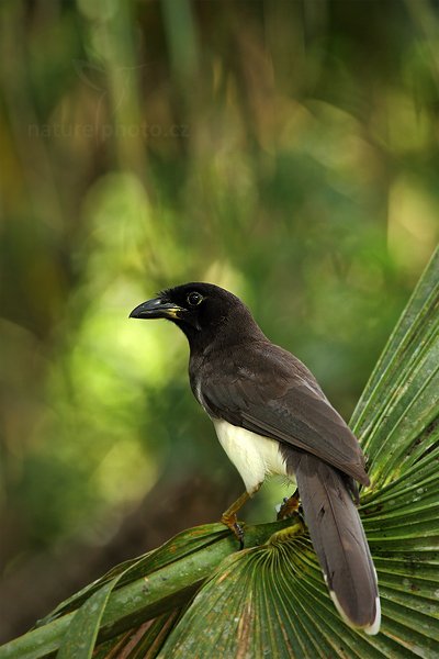 Sojka hnědá (Cyanocorax morio), Sojka hnědá (Cyanocorax morio) Brown Jay, Autor: Ondřej Prosický | NaturePhoto.cz, Model: Canon EOS 5D Mark II, Objektiv: Canon EF 500mm f/4 L IS USM, Ohnisková vzdálenost (EQ35mm): 700 mm, stativ Gitzo, Clona: 8.0, Doba expozice: 1/200 s, ISO: 1000, Kompenzace expozice: -2/3, Blesk: Ano, Vytvořeno: 3. ledna 2011 9:21:41, San Ignacio (Belize)