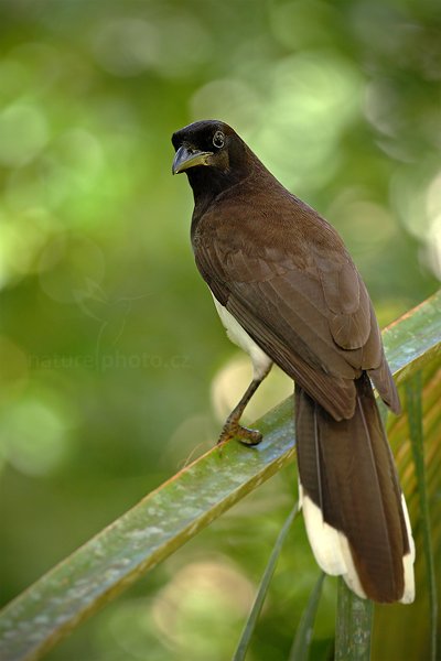 Sojka hnědá (Cyanocorax morio), Sojka hnědá (Cyanocorax morio) Brown Jay, Autor: Ondřej Prosický | NaturePhoto.cz, Model: Canon EOS 5D Mark II, Objektiv: Canon EF 500mm f/4 L IS USM, Ohnisková vzdálenost (EQ35mm): 700 mm, stativ Gitzo, Clona: 8.0, Doba expozice: 1/200 s, ISO: 1000, Kompenzace expozice: -2/3, Blesk: Ano, Vytvořeno: 3. ledna 2011 9:21:41, San Ignacio (Belize)