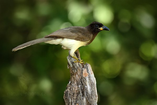 Sojka hnědá (Cyanocorax morio), Sojka hnědá (Cyanocorax morio) Brown Jay, Autor: Ondřej Prosický | NaturePhoto.cz, Model: Canon EOS-1D Mark III, Objektiv: Canon EF 500mm f/4 L IS USM, Ohnisková vzdálenost (EQ35mm): 650 mm, stativ Gitzo, Clona: 5.6, Doba expozice: 1/160 s, ISO: 400, Kompenzace expozice: -1 1/3, Blesk: Ano, Vytvořeno: 6. ledna 2011 13:24:25, San Ignacio (Belize) 