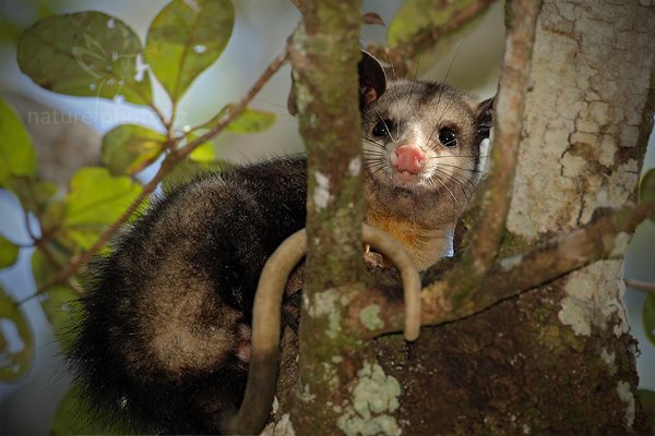 Vačice opossum (Didelphis marsupialis), Vačice opossum (Didelphis marsupialis) Common Opossum, Autor: Ondřej Prosický | NaturePhoto.cz, Model: Canon EOS-1D Mark III, Objektiv: Canon EF 500mm f/4 L IS USM, Ohnisková vzdálenost (EQ35mm): 650 mm, stativ Gitzo, Clona: 6.3, Doba expozice: 1/320 s, ISO: 500, Kompenzace expozice: -2, Blesk: Ano, Vytvořeno: 4. ledna 2011 17:34:41, San Ignacio (Belize) 