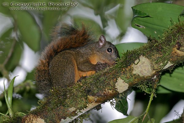 Veverka měnivá (Sciurus granatensis), Autor: Ondřej Prosický, Model aparátu: Canon EOS 300D DIGITAL, Objektiv: Canon EF 400mm f/5,6 L USM, Ohnisková vzdálenost: 400.00 mm, Clona: 5.60, Doba expozice: 1/200 s, ISO: 100, Vyvážení expozice: 0.00, Blesk: Ano, Vytvořeno: 12. prosince 2004, San Vito, pohoří Fila Costeňa (Kostarika)