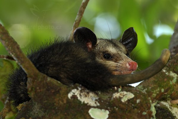 Vačice opossum (Didelphis marsupialis), Vačice opossum (Didelphis marsupialis) Common Opossum, Autor: Ondřej Prosický | NaturePhoto.cz, Model: Canon EOS-1D Mark III, Objektiv: Canon EF 500mm f/4 L IS USM, Ohnisková vzdálenost (EQ35mm): 650 mm, stativ Gitzo, Clona: 8.0, Doba expozice: 1/200 s, ISO: 500, Kompenzace expozice: -2 2/3, Blesk: Ano, Vytvořeno: 4. ledna 2011 11:38:11, San Ignacio (Belize)