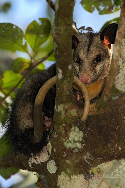 Vačice opossum (Didelphis marsupialis), Vačice opossum (Didelphis marsupialis) Common Opossum, Autor: Ondřej Prosický | NaturePhoto.cz, Model: Canon EOS-1D Mark III, Objektiv: Canon EF 500mm f/4 L IS USM, Ohnisková vzdálenost (EQ35mm): 650 mm, stativ Gitzo, Clona: 6.3, Doba expozice: 1/320 s, ISO: 500, Kompenzace expozice: -2, Blesk: Ano, Vytvořeno: 4. ledna 2011 17:34:16, San Ignacio (Belize)