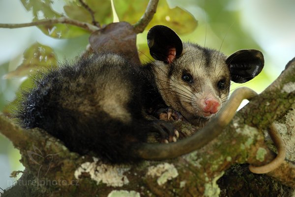 Vačice opossum (Didelphis marsupialis), Vačice opossum (Didelphis marsupialis) Common Opossum, Autor: Ondřej Prosický | NaturePhoto.cz, Model: Canon EOS-1D Mark III, Objektiv: Canon EF 500mm f/4 L IS USM, Ohnisková vzdálenost (EQ35mm): 650 mm, stativ Gitzo, Clona: 6.3, Doba expozice: 1/160 s, ISO: 500, Kompenzace expozice: -1 1/3, Blesk: Ano, Vytvořeno: 4. ledna 2011 11:41:43, San Ignacio (Belize) 