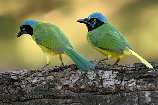 Sojka zelenavá (Cyanocorax yncas), Sojka zelenavá (Cyanocorax yncas) Green Jay, Sojka zelenavá (Cyanocorax yncas) Green Jay, Autor: Ondřej Prosický | NaturePhoto.cz, Model: Canon EOS-1D Mark III, Objektiv: Canon EF 500mm f/4 L IS USM, Ohnisková vzdálenost (EQ35mm): 650 mm, stativ Gitzo, Clona: 5.0, Doba expozice: 1/100 s, ISO: 320, Kompenzace expozice: -1, Blesk: Ne, Vytvořeno: 6. ledna 2011 18:04:23, San Ignacio (Belize) 