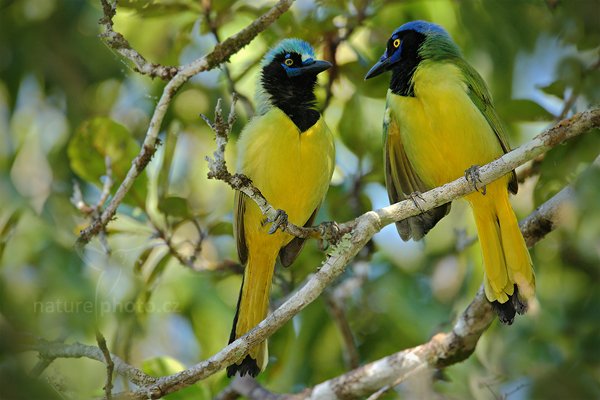 Sojka zelenavá (Cyanocorax yncas), Sojka zelenavá (Cyanocorax yncas) Green Jay, Sojka zelenavá (Cyanocorax yncas) Green Jay, Autor: Ondřej Prosický | NaturePhoto.cz, Model: Canon EOS-1D Mark III, Objektiv: Canon EF 500mm f/4 L IS USM, Ohnisková vzdálenost (EQ35mm): 910 mm, stativ Gitzo, Clona: 6.3, Doba expozice: 1/500 s, ISO: 800, Kompenzace expozice: -2/3, Blesk: Ano, Vytvořeno: 6. ledna 2011 16:11:29, San Ignacio (Belize) 