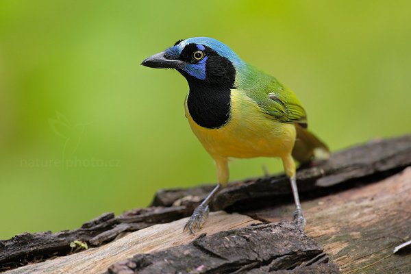 Sojka zelenavá (Cyanocorax yncas), Sojka zelenavá (Cyanocorax yncas) Green Jay, Autor: Ondřej Prosický | NaturePhoto.cz, Model: Canon EOS-1D Mark III, Objektiv: Canon EF 500mm f/4 L IS USM, Ohnisková vzdálenost (EQ35mm): 650 mm, stativ Gitzo, Clona: 4.5, Doba expozice: 1/160 s, ISO: 400, Kompenzace expozice: -1/3, Blesk: Ano, Vytvořeno: 3. ledna 2011 18:27:19, San Ignacio (Belize) 