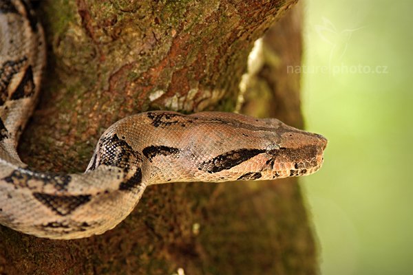 Hroznýš královský (Boa constrictor), Hroznýš královský (Boa constrictor), Boa constrictor, Autor: Ondřej Prosický | NaturePhoto.cz, Model: Canon EOS 5D Mark II, Objektiv: Canon EF 200mm f/2.8 L USM, Ohnisková vzdálenost (EQ35mm): 200 mm, stativ Gitzo, Clona: 3.5, Doba expozice: 1/640 s, ISO: 500, Kompenzace expozice: -2/3, Blesk: Ne, Vytvořeno: 5. ledna 2011 11:07:09, San Ignacio (Belize)