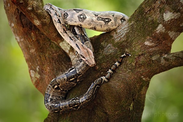 Hroznýš královský (Boa constrictor), Hroznýš královský (Boa constrictor), Boa constrictor, Autor: Ondřej Prosický | NaturePhoto.cz, Model: Canon EOS 5D Mark II, Objektiv: Canon EF 200mm f/2.8 L USM, Ohnisková vzdálenost (EQ35mm): 200 mm, stativ Gitzo, Clona: 2.8, Doba expozice: 1/800 s, ISO: 500, Kompenzace expozice: -2/3, Blesk: Ne, Vytvořeno: 5. ledna 2011 11:05:51, San Ignacio (Belize)