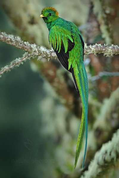 Kvesal chocholatý (Pharomachrus mocinno), Kvesal chocholatý (Pharomachrus mocinno) Resplendent Quetzal, Autor: Ondřej Prosický | NaturePhoto.cz, Model: Canon EOS 7D, Objektiv: Canon EF 500mm f/4 L IS USM, Ohnisková vzdálenost (EQ35mm): 800 mm, stativ Gitzo, Clona: 5.6, Doba expozice: 1/50 s, ISO: 800, Kompenzace expozice: 0, Blesk: Ano, Vytvořeno: 13. prosince 2010 6:00:39, Savegre (Kostarika) 