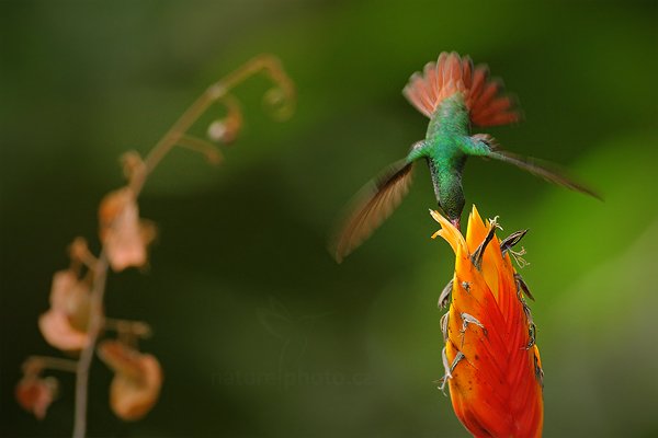 Kolibřík rezavoocasý (Amazilia tzacatl), Kolibřík rezavoocasý (Amazilia tzacatl) Rufous-tailed Hummingbird,Autor: Ondřej Prosický | NaturePhoto.cz, Model: Canon EOS-1D Mark III, Objektiv: Canon EF 500mm f/4 L IS USM, Ohnisková vzdálenost (EQ35mm): 650 mm, stativ Gitzo, Clona: 5.6, Doba expozice: 1/250 s, ISO: 800, Kompenzace expozice: -1, Blesk: Ne, Vytvořeno: 3. ledna 2011 13:29:05, San Ignacio (Belize) 