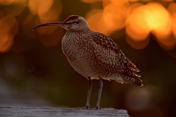 Koliha malá (Numenius phaeopus), Koliha malá (Numenius phaeopus) Whimbrel, Autor: Ondřej Prosický | NaturePhoto.cz, Model: Canon EOS 5D Mark II, Objektiv: Canon EF 500mm f/4 L IS USM, Ohnisková vzdálenost (EQ35mm): 700 mm, stativ Gitzo, Clona: 6.3, Doba expozice: 1/50 s, ISO: 800, Kompenzace expozice: -2/3, Blesk: Ne, Vytvořeno: 15. ledna 2011 6:44:00, Caye Caulker (Belize)