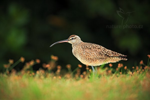 Koliha malá (Numenius phaeopus), Koliha malá (Numenius phaeopus) Whimbrel, Autor: Ondřej Prosický | NaturePhoto.cz, Model: Canon EOS 5D Mark II, Objektiv: Canon EF 500mm f/4 L IS USM, Ohnisková vzdálenost (EQ35mm): 700 mm, stativ Gitzo, Clona: 5.6, Doba expozice: 1/60 s, ISO: 640, Kompenzace expozice: -1/3, Blesk: Ne, Vytvořeno: 13. ledna 2011 6:57:25, Caye Caulker (Belize)