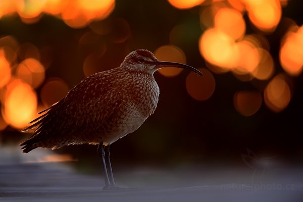 Koliha malá (Numenius phaeopus), Koliha malá (Numenius phaeopus) Whimbrel, Autor: Ondřej Prosický | NaturePhoto.cz, Model: Canon EOS 5D Mark II, Objektiv: Canon EF 500mm f/4 L IS USM, Ohnisková vzdálenost (EQ35mm): 700 mm, stativ Gitzo, Clona: 6.3, Doba expozice: 1/50 s, ISO: 800, Kompenzace expozice: -2/3, Blesk: Ne, Vytvořeno: 15. ledna 2011 6:48:16, Caye Caulker (Belize) 