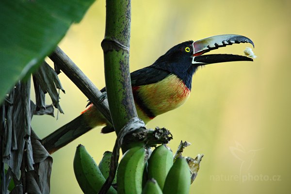 Arassari pestrý (Pteroglossus torquatus), Arassari pestrý (Pteroglossus torquatus) Collared Aracari, Autor: Ondřej Prosický | NaturePhoto.cz, Model: Canon EOS-1D Mark III, Objektiv: Canon EF 500mm f/4 L IS USM, Ohnisková vzdálenost (EQ35mm): 910 mm, stativ Gitzo, Clona: 5.6, Doba expozice: 1/320 s, ISO: 1600, Kompenzace expozice: -1/3, Blesk: Ne, Vytvořeno: 7. ledna 2011 0:52:52, San Ignacio (Belize)