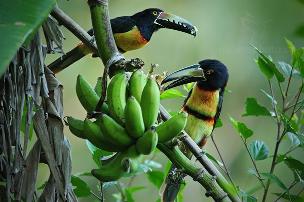 Arassari pestrý (Pteroglossus torquatus), Arassari pestrý (Pteroglossus torquatus) Collared Aracari, Autor: Ondřej Prosický | NaturePhoto.cz, Model: Canon EOS-1D Mark III, Objektiv: Canon EF 500mm f/4 L IS USM, Ohnisková vzdálenost (EQ35mm): 910 mm, stativ Gitzo, Clona: 5.6, Doba expozice: 1/160 s, ISO: 1250, Kompenzace expozice: -1/3, Blesk: Ne, Vytvořeno: 7. ledna 2011 0:51:55, San Ignacio (Belize)