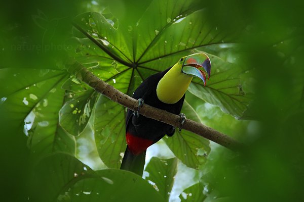 Tukan krátkozobý (Ramphastos sulfuratus), Tukan krátkozobý (Ramphastos sulfuratus) Keel-billed Toucan, Autor: Ondřej Prosický | NaturePhoto.cz, Model: Canon EOS-1D Mark III, Objektiv: Canon EF 500mm f/4 L IS USM, Ohnisková vzdálenost (EQ35mm): 910 mm, stativ Gitzo, Clona: 6.3, Doba expozice: 1/250 s, ISO: 500, Kompenzace expozice: -2/3, Blesk: Ano, Vytvořeno: 2. ledna 2011 13:31:18, San Ignacio (Belize)