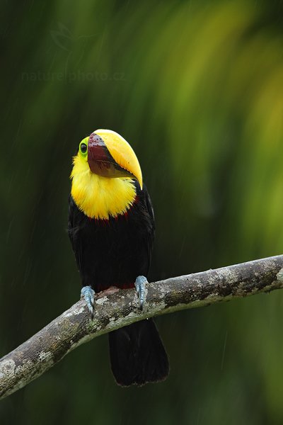 Tukan hnědohřbetý (Ramphastos swainsonii), Tukan hnědohřbetý (Ramphastos swainsonii) Chesnut-mandibled Toucan, Autor: Ondřej Prosický | NaturePhoto.cz, Model: Canon EOS 7D, Objektiv: Canon EF 500mm f/4 L IS USM, Ohnisková vzdálenost (EQ35mm): 1120 mm, stativ Gitzo, Clona: 5.6, Doba expozice: 1/80 s, ISO: 200, Kompenzace expozice: -1/3, Blesk: Ano, Vytvořeno: 15. prosince 2010 7:38:18, Dominical (Kostarika)