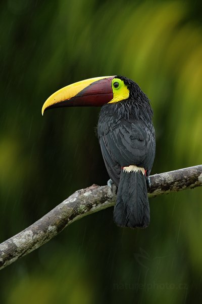 Tukan hnědohřbetý (Ramphastos swainsonii), Tukan hnědohřbetý (Ramphastos swainsonii) Chesnut-mandibled Toucan, Autor: Ondřej Prosický | NaturePhoto.cz, Model: Canon EOS 7D, Objektiv: Canon EF 500mm f/4 L IS USM + TC Canon 1.4x, Ohnisková vzdálenost (EQ35mm): 1120 mm, stativ Gitzo, Clona: 5.6, Doba expozice: 1/80 s, ISO: 200, Kompenzace expozice: -1/3, Blesk: Ano, Vytvořeno: 15. prosince 2010 7:38:16, Dominical (Kostarika) 