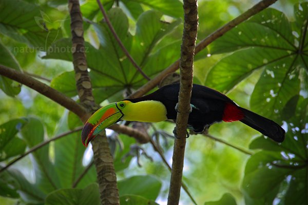 Tukan krátkozobý (Ramphastos sulfuratus), Tukan krátkozobý (Ramphastos sulfuratus) Keel-billed Toucan, Autor: Ondřej Prosický | NaturePhoto.cz, Model: Canon EOS-1D Mark III, Objektiv: Canon EF 500mm f/4 L IS USM, Ohnisková vzdálenost (EQ35mm): 910 mm, stativ Gitzo, Clona: 6.3, Doba expozice: 1/250 s, ISO: 500, Kompenzace expozice: -1/3, Blesk: Ano, Vytvořeno: 2. ledna 2011 19:30:17, San Ignacio (Belize)