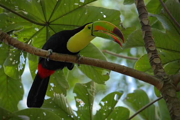 Tukan krátkozobý (Ramphastos sulfuratus), Tukan krátkozobý (Ramphastos sulfuratus) Keel-billed Toucan, Autor: Ondřej Prosický | NaturePhoto.cz, Model: Canon EOS-1D Mark III, Objektiv: Canon EF 500mm f/4 L IS USM, Ohnisková vzdálenost (EQ35mm): 910 mm, stativ Gitzo, Clona: 6.3, Doba expozice: 1/320 s, ISO: 500, Kompenzace expozice: -1/3, Blesk: Ano, Vytvořeno: 2. ledna 2011 19:30:49,San Ignacio (Belize)