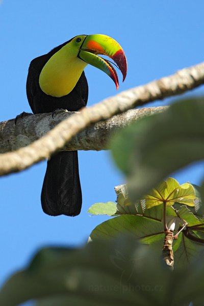 Tukan krátkozobý (Ramphastos sulfuratus), Tukan krátkozobý (Ramphastos sulfuratus) Keel-billed Toucan, Autor: Ondřej Prosický | NaturePhoto.cz, Model: Canon EOS-1D Mark III, Objektiv: Canon EF 500mm f/4 L IS USM, Ohnisková vzdálenost (EQ35mm): 910 mm, stativ Gitzo, Clona: 6.3, Doba expozice: 1/1600 s, ISO: 500, Kompenzace expozice: 0, Blesk: Ano, Vytvořeno: 1. ledna 2011 20:52:43, San Ignacio (Belize)