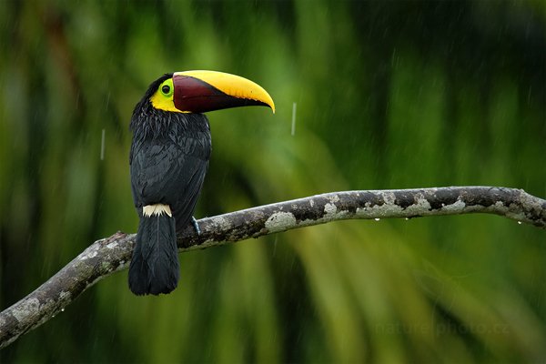 Tukan hnědohřbetý (Ramphastos swainsonii), Tukan hnědohřbetý (Ramphastos swainsonii) Chesnut-mandibled Toucan, Autor: Ondřej Prosický | NaturePhoto.cz, Model: Canon EOS 7D, Objektiv: Canon EF 500mm f/4 L IS USM, Ohnisková vzdálenost (EQ35mm): 1120 mm, stativ Gitzo, Clona: 7.1, Doba expozice: 1/160 s, ISO: 640, Kompenzace expozice: -1/3, Blesk: Ano, Vytvořeno: 15. prosince 2010 7:36:01, Dominical (Kostarika) 