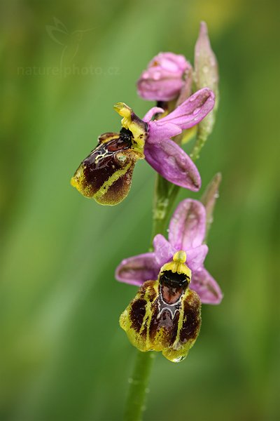 Tořič sp. (kříženec), Ophrys tenthredinifera + Ophrys biscutella