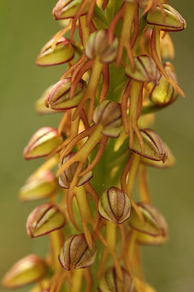 Aceras panenka (Aceras antropophorum)