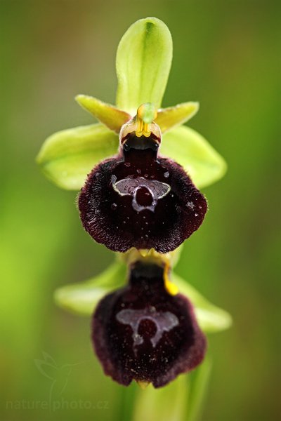 Tořič sp. (kříženec), Ophrys biscutella + Ophrys garganica